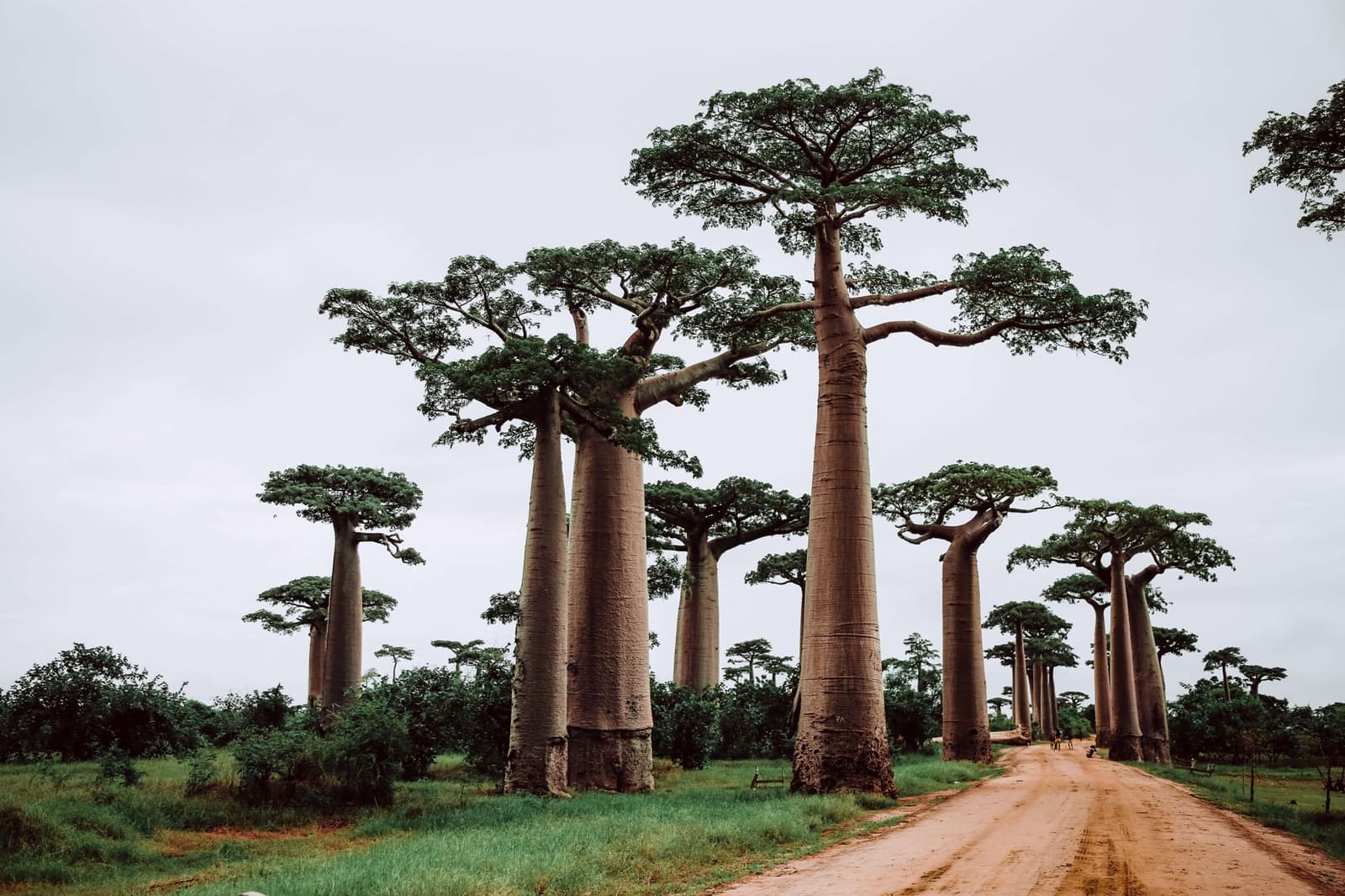 Contractor - Madagascar